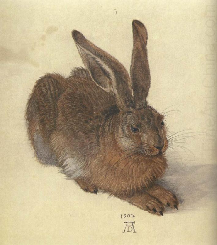 A Young Hare, Albrecht Durer